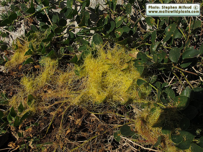 Cuscuta sp. on Capparis