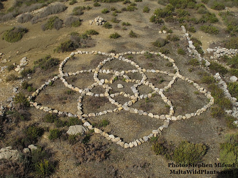 RockFlower.jpg