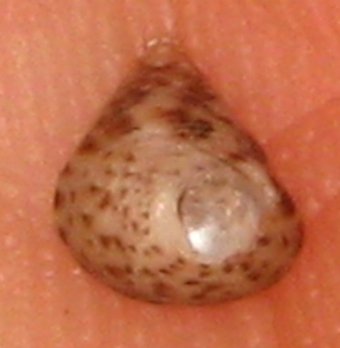 Jujubinus striatus ventral view