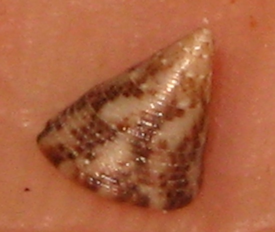 Jujubinus striatus dorsal view