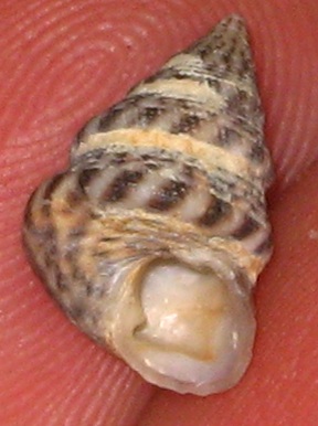 ventral view