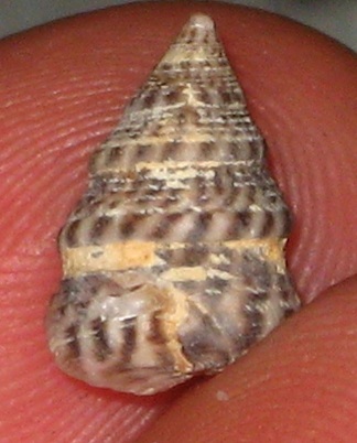 dorsal view