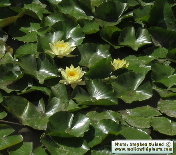 Water Lilies from Malta