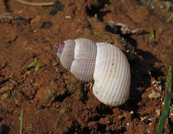 LandSnail_1.jpg