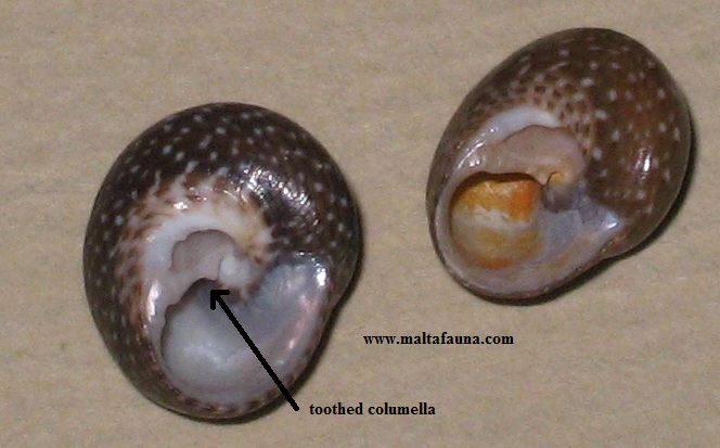 toothed columella
