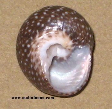 underside of shell