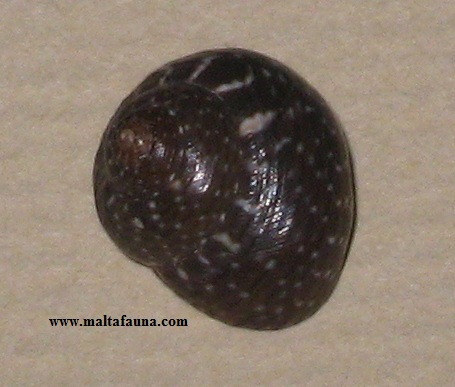 smooth lucid shell