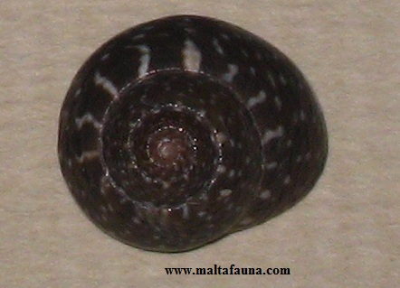 shell