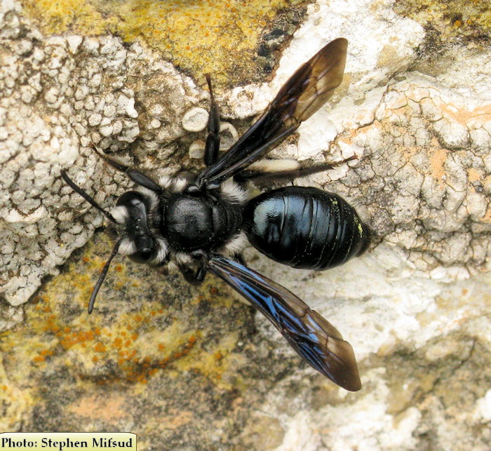 BlackWhiteWasp.JPG