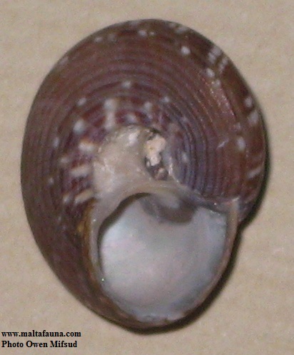 narrow aperture