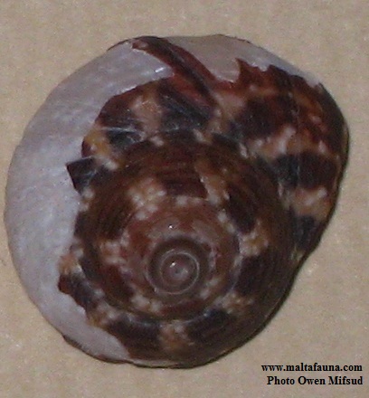 051b.jpg
