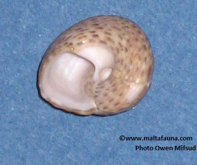 Umbilicus