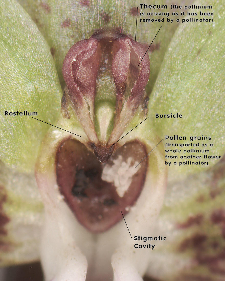 Annotated diagram of the flower mouth, with special reference to the sex organs.