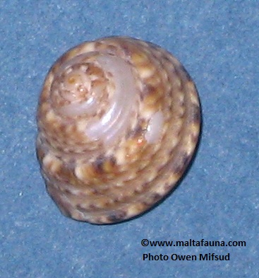 Specimen C
