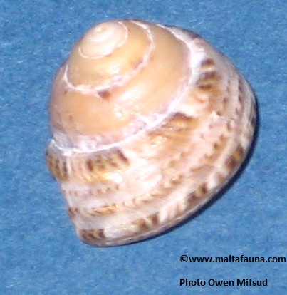 Specimen B