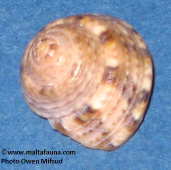 Upper view