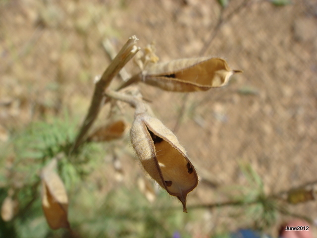 DSC02964.JPG