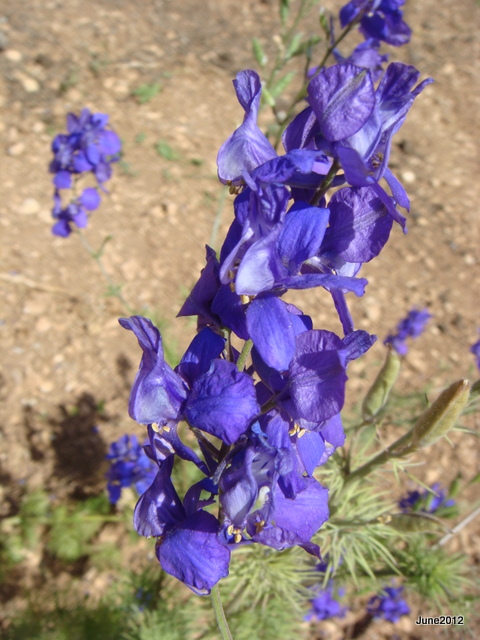 DSC02961.JPG