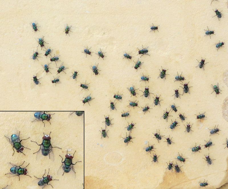 Green flies
