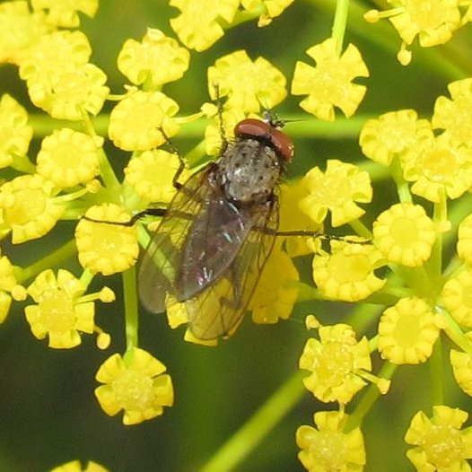 Pale Brown Fly