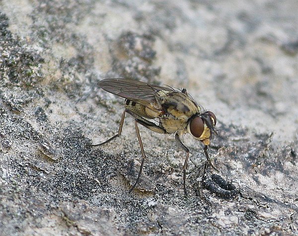 Strange Fly (Cerdistus sp. ?)