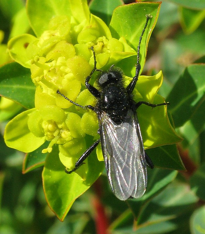 Black Fly (Bibio sp. ?)