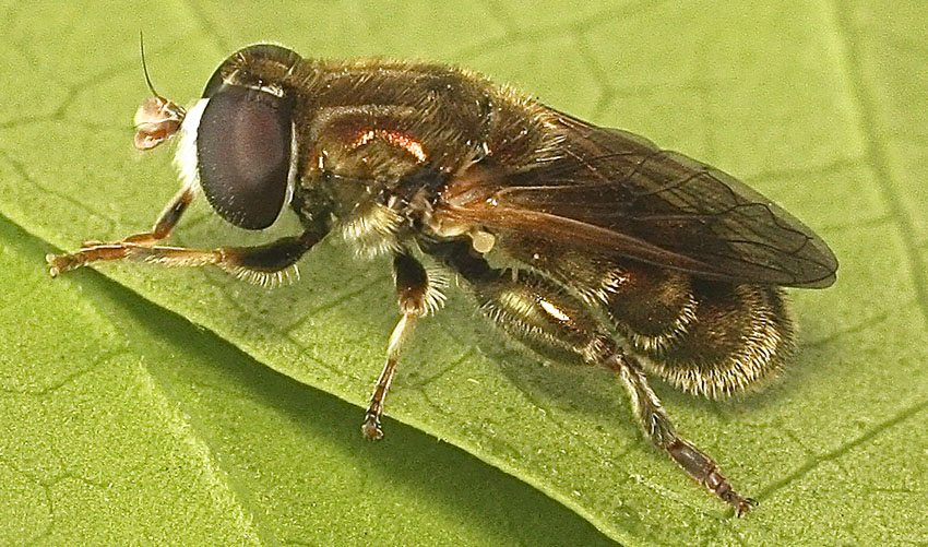 Malta2013hover1c.jpg