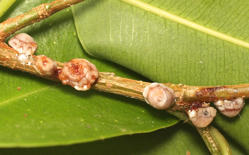 Ceroplastes rusci 2.jpg
