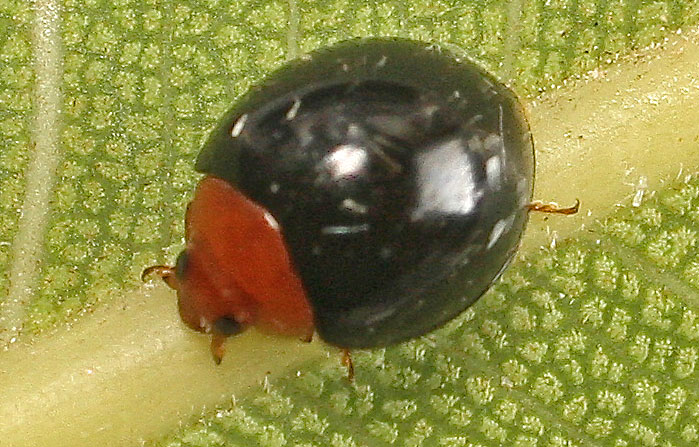 Malta2013ladybird1b.jpg