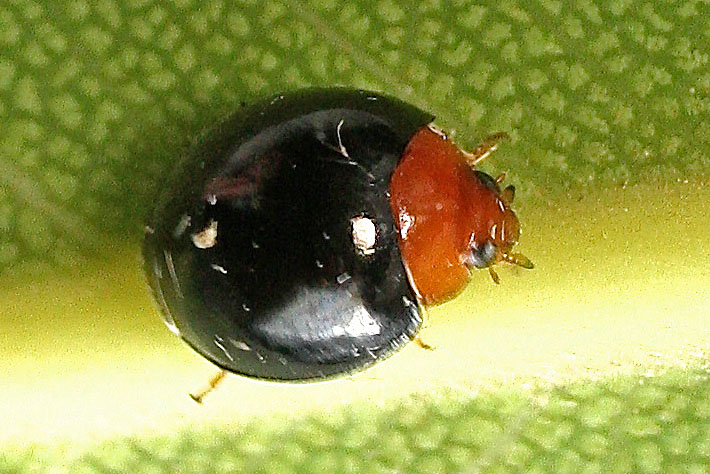 Malta2013ladybird1a.jpg