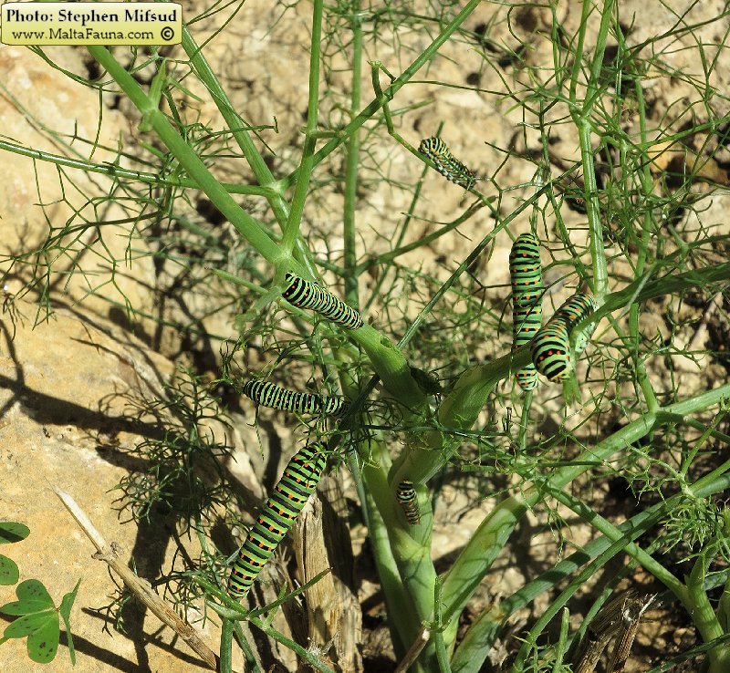 Papilio_machaon_subsp_melitensis14.jpg