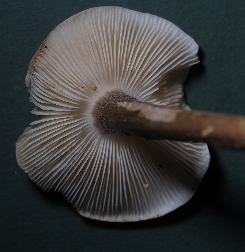 Fungus1127(3).jpg