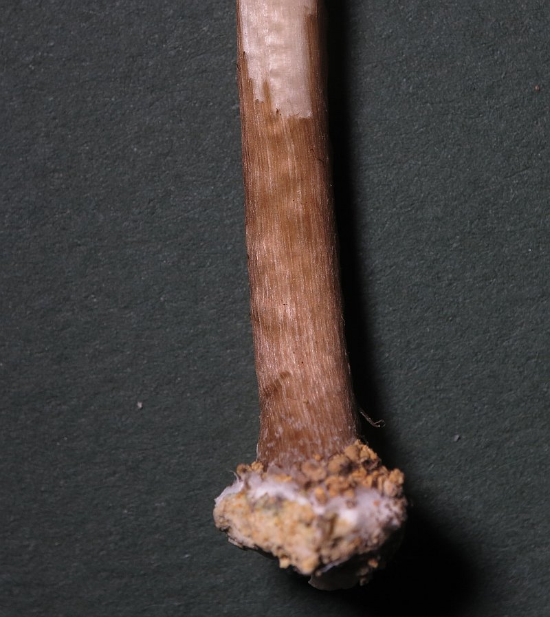 Fungus1127(2).jpg