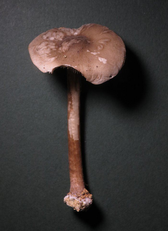 Fungus1127(1).jpg