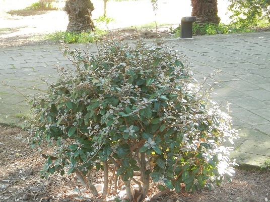 shrub