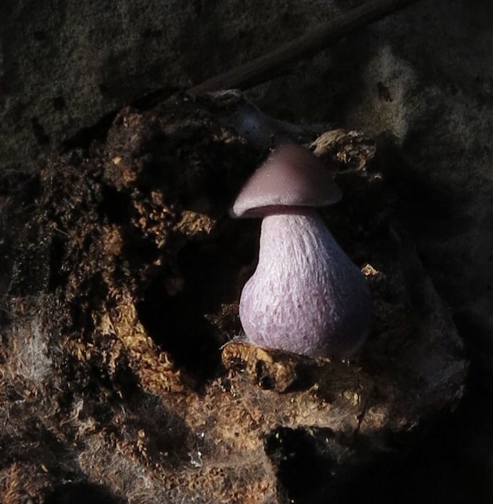 2cm by 1cm mushroom in a naturally carved niche  in a log