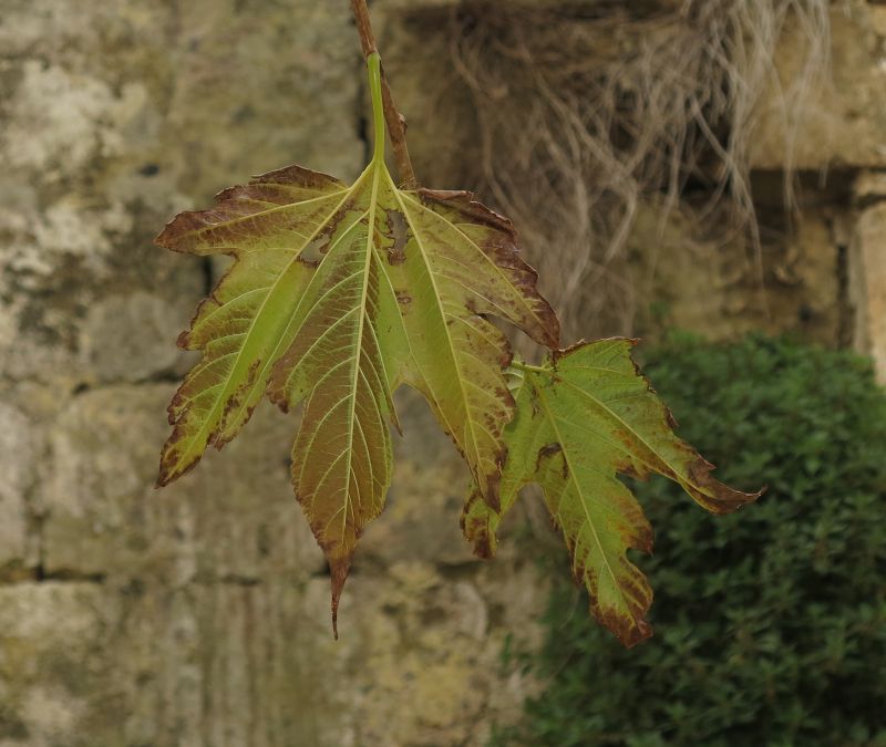 Decidious tree at Mesquite Square, Mdina