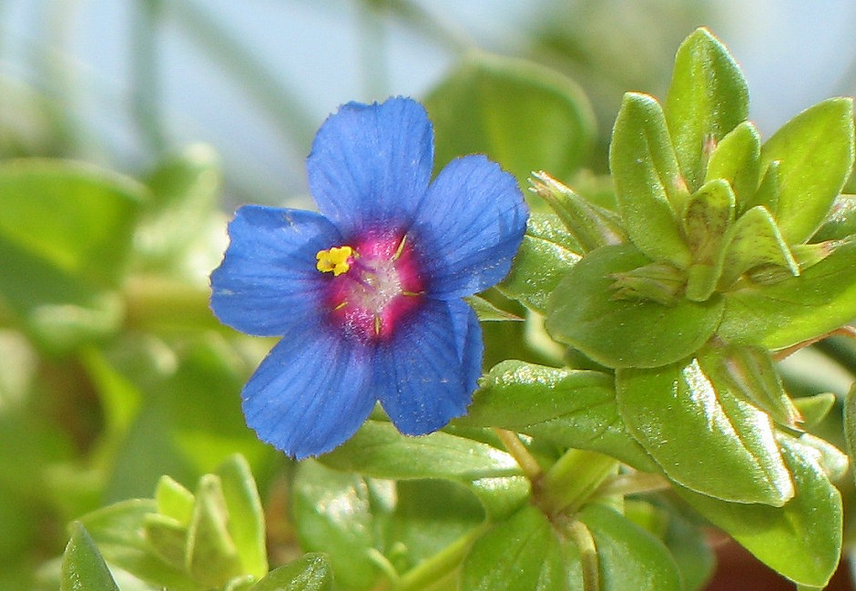 How much I like this Anagallis arvensis plant. Plenty of blue flowers. Both plants are blue!