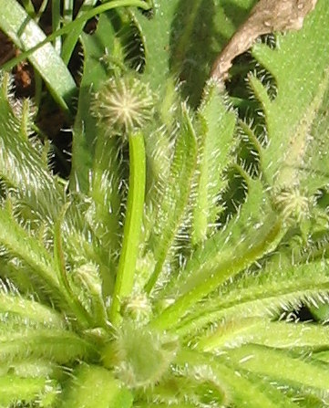 Close up of the buds
