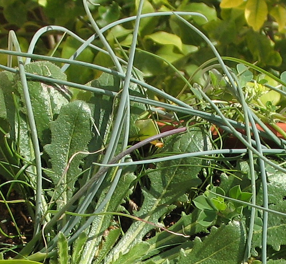 This grown up plants with linear leaves up to 20cm reveal to us that they are not Romulea... Juncus spp. maybe?