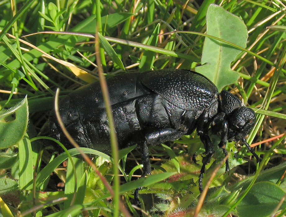 The Oil Beetle