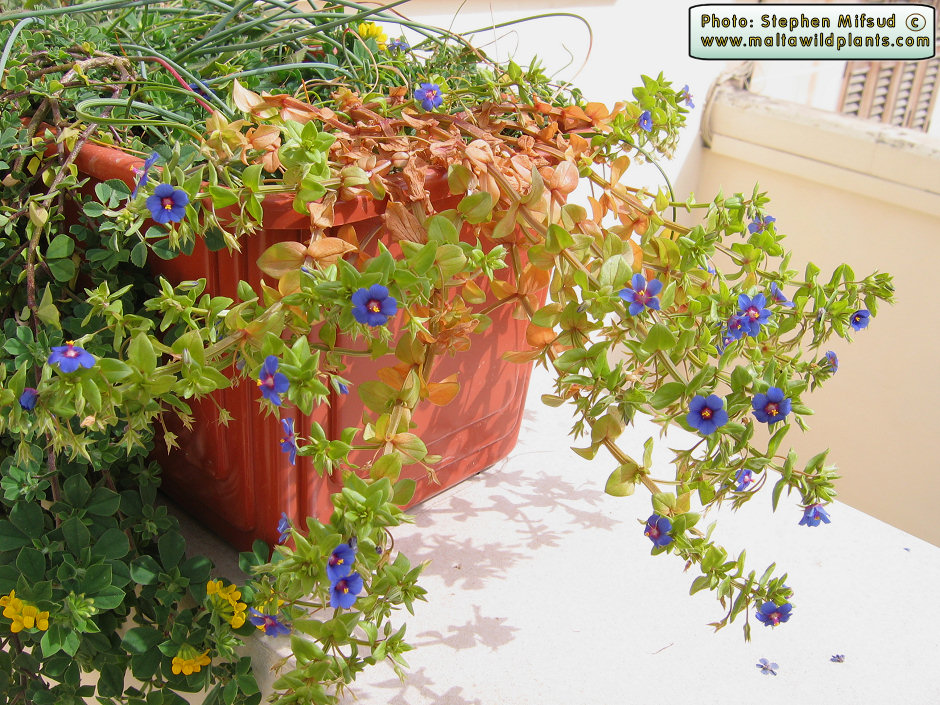 The scarlet pimpernel (Anagallis arvensis) in full bloom