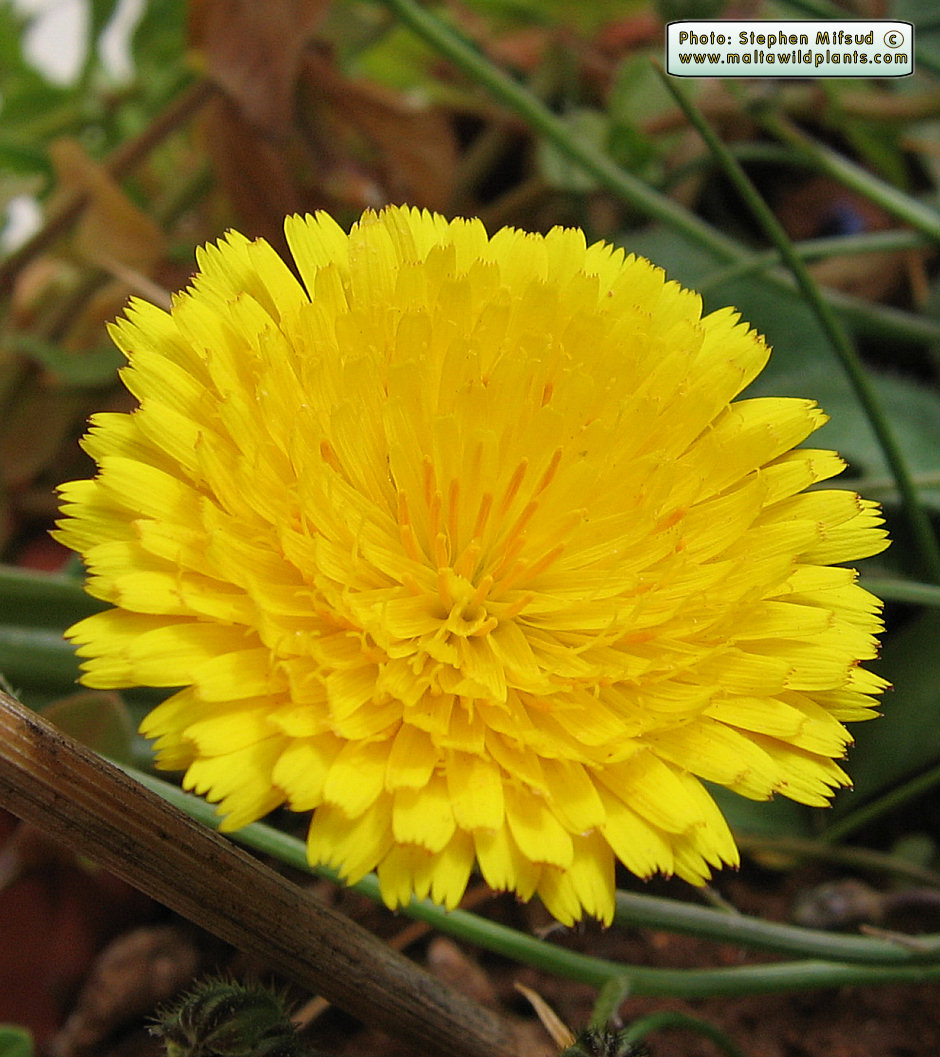 Quiz Plant Z: Should not be difficult now.