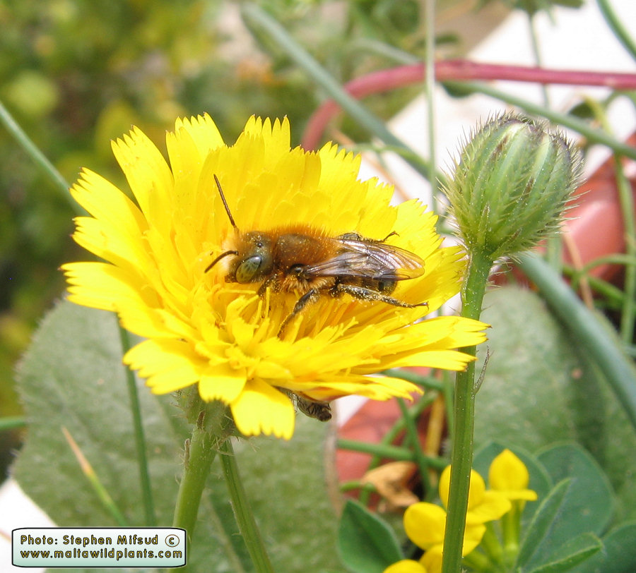 Bees enjoying sunshine and start of Spring on this cushion-like flower. (21st Macrh today)