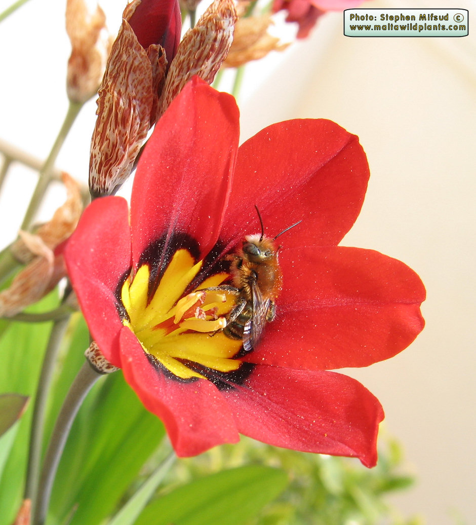 Have you ever had these in your garden.