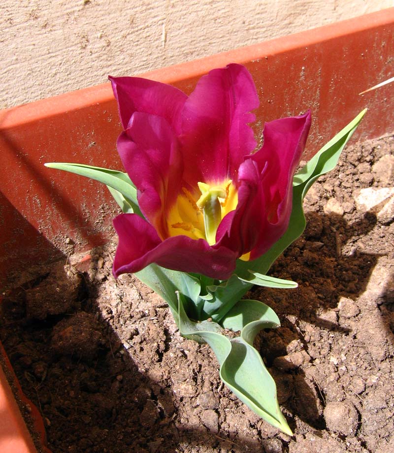 First time ever I grown these 'famous' plants. In bouth a packet of 8 for 3 Euros, but in the past one could cost 100,000 Euros!!