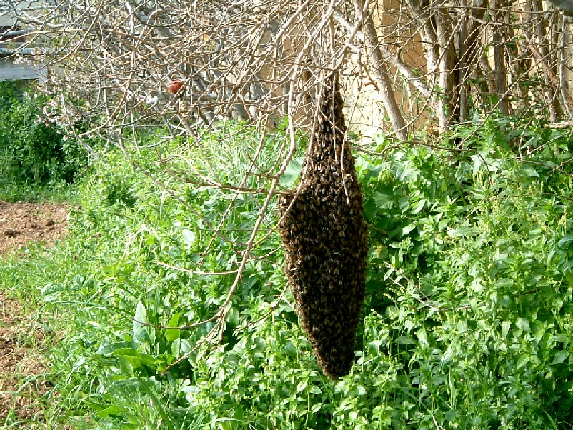 Swarm