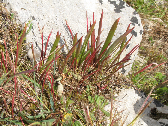Reddish  margin leaves