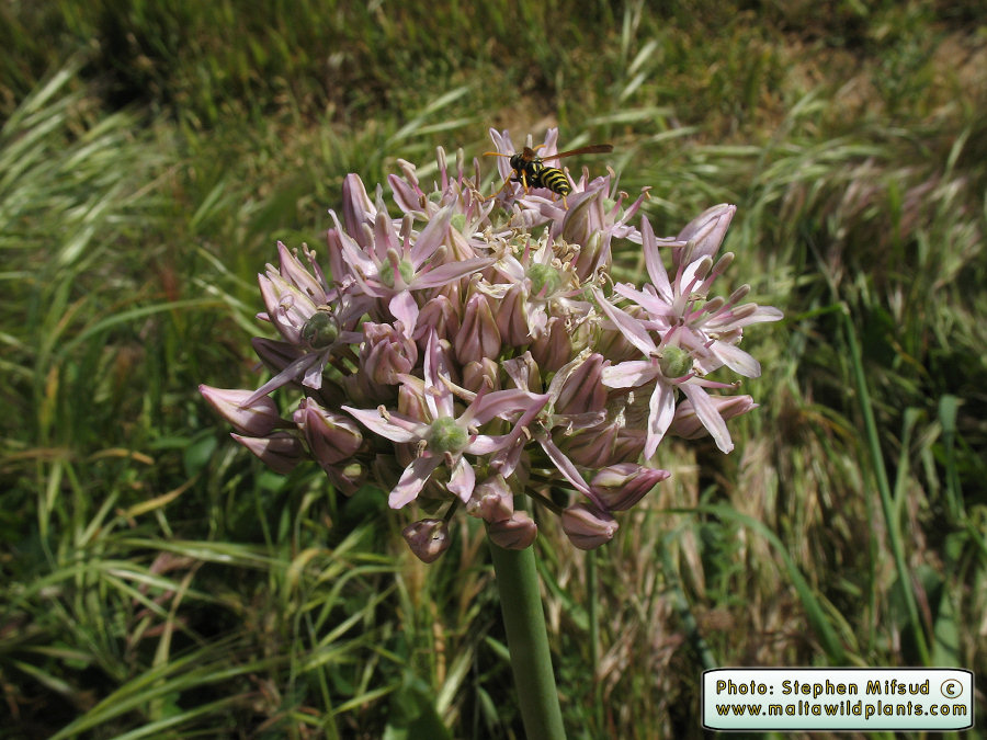 Photo of a monocot.