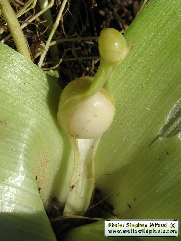 Strange structure found on an alium species....
